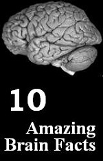 10 Amazing Brain Facts